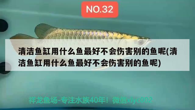 清洁鱼缸用什么鱼最好不会伤害别的鱼呢(清洁鱼缸用什么鱼最好不会伤害别的鱼呢) 南美异形观赏鱼 第2张