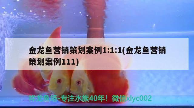 金龙鱼营销策划案例1:1:1(金龙鱼营销策划案例111) 观赏鱼水族批发市场