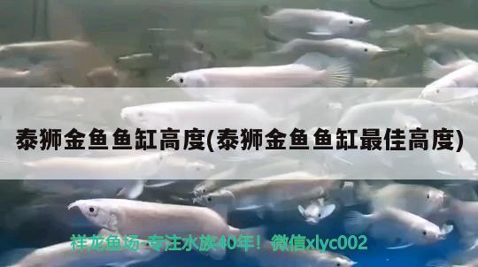 泰狮金鱼鱼缸高度(泰狮金鱼鱼缸最佳高度)