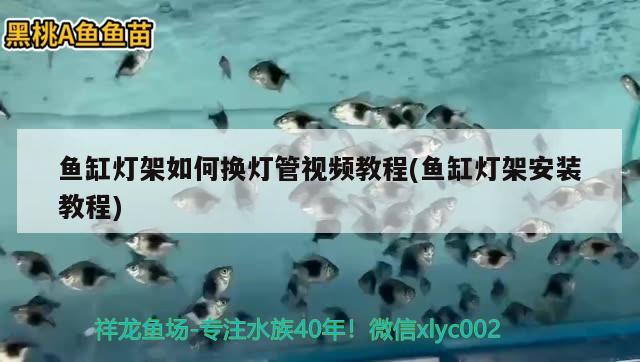 鱼缸灯架如何换灯管视频教程(鱼缸灯架安装教程) 狗仔招财猫鱼