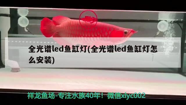 全光谱led鱼缸灯(全光谱led鱼缸灯怎么安装) 元宝凤凰鱼专用鱼粮