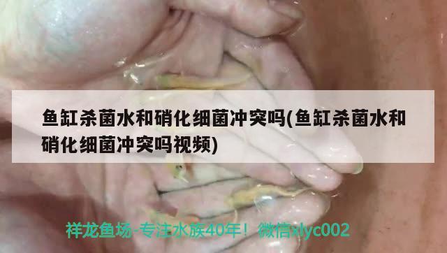 鱼缸杀菌水和硝化细菌冲突吗(鱼缸杀菌水和硝化细菌冲突吗视频)