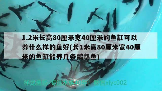 1.2米长高80厘米宽40厘米的鱼缸可以养什么样的鱼好(长1米高80厘米宽40厘米的鱼缸能养几条鹦鹉鱼)