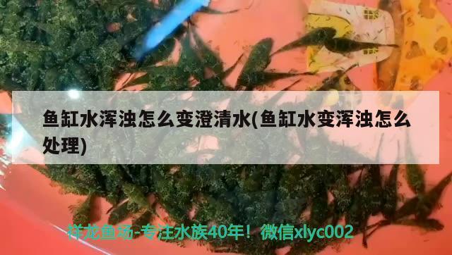 鱼缸水浑浊怎么变澄清水(鱼缸水变浑浊怎么处理) 鱼缸清洁用具