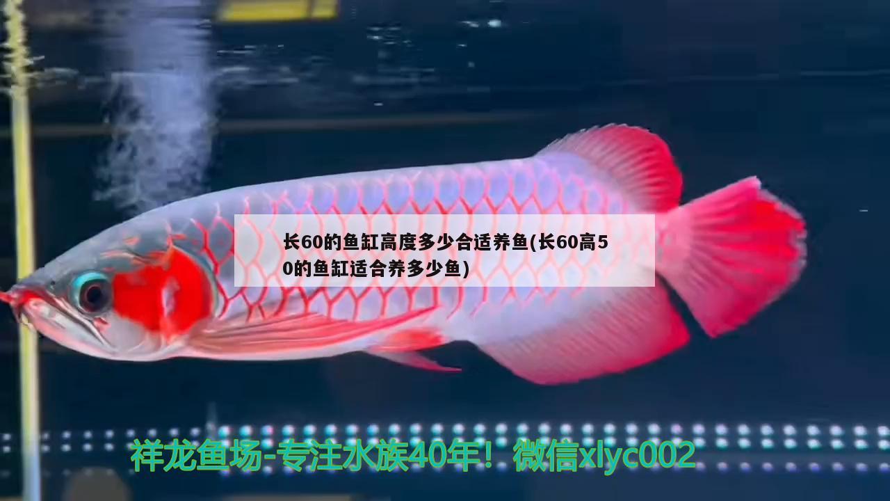 长60的鱼缸高度多少合适养鱼(长60高50的鱼缸适合养多少鱼)