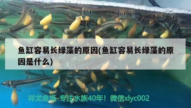 鱼缸容易长绿藻的原因(鱼缸容易长绿藻的原因是什么) 胭脂孔雀龙鱼