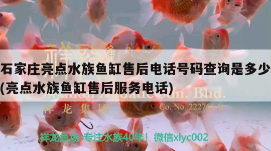 石家庄亮点水族鱼缸售后电话号码查询是多少(亮点水族鱼缸售后服务电话) 观赏鱼饲料