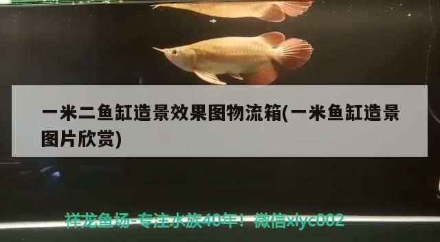 一米二鱼缸造景效果图物流箱(一米鱼缸造景图片欣赏) 稀有金龙鱼