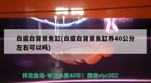 白底白背景鱼缸(白底白背景鱼缸养40公分左右可以吗) 潜水艇鱼 第2张