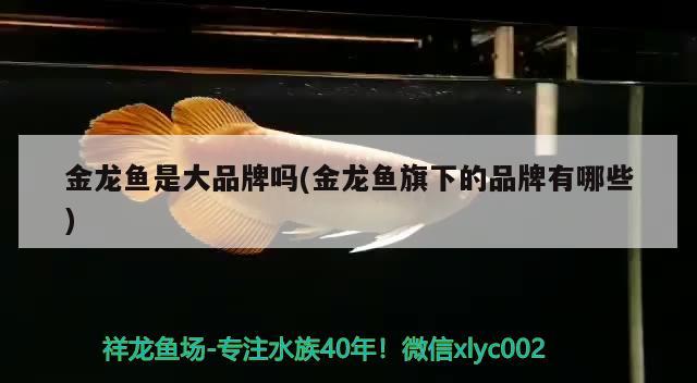 金龙鱼是大品牌吗(金龙鱼旗下的品牌有哪些) 狗头鱼