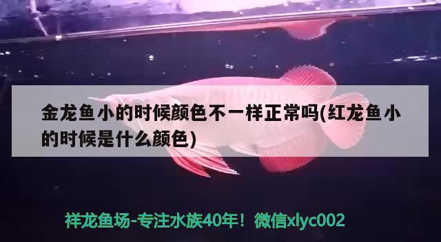 金龙鱼小的时候颜色不一样正常吗(红龙鱼小的时候是什么颜色)