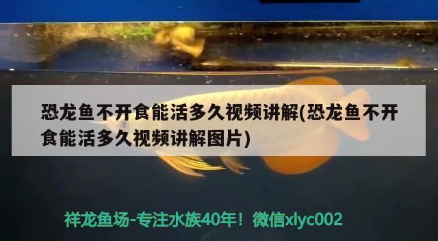 恐龙鱼不开食能活多久视频讲解(恐龙鱼不开食能活多久视频讲解图片)