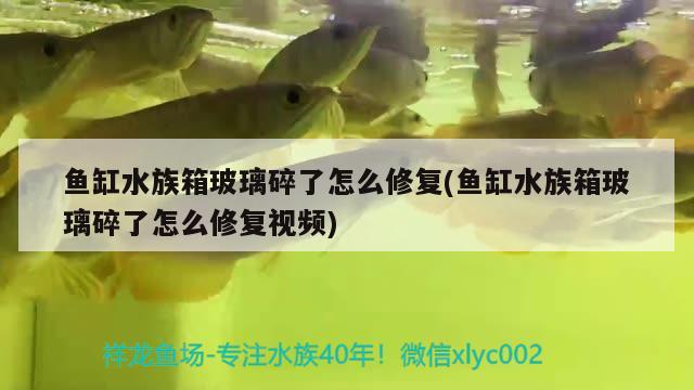 鱼缸水族箱玻璃碎了怎么修复(鱼缸水族箱玻璃碎了怎么修复视频)