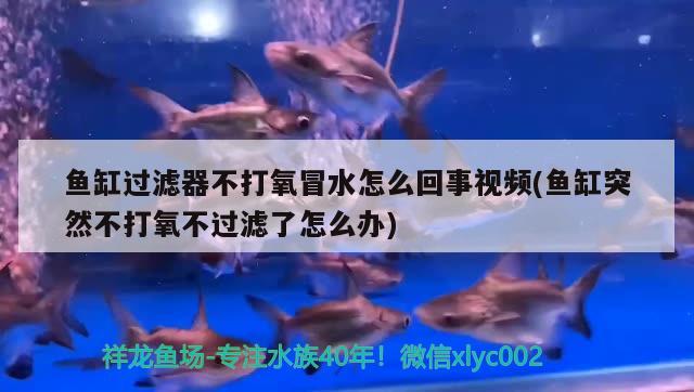 鱼缸过滤器不打氧冒水怎么回事视频(鱼缸突然不打氧不过滤了怎么办)