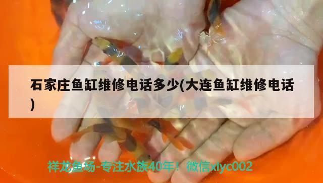 红龙鱼比赛可以打红灯吗（红龙用红灯） 水族主题相关 第2张