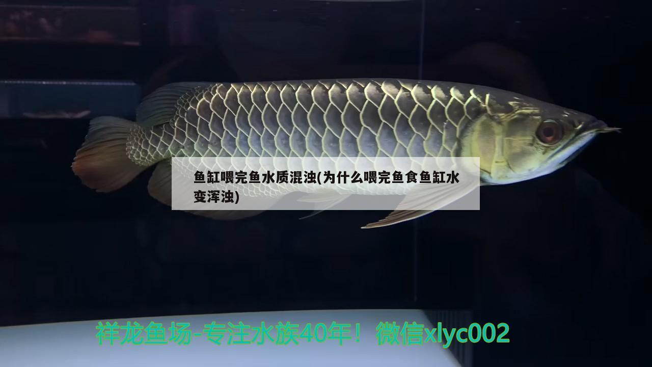 鱼缸喂完鱼水质混浊(为什么喂完鱼食鱼缸水变浑浊)