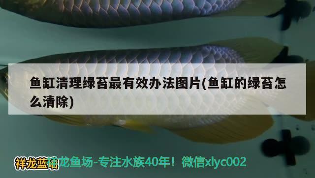 鱼缸清理绿苔最有效办法图片(鱼缸的绿苔怎么清除) 水族灯（鱼缸灯）