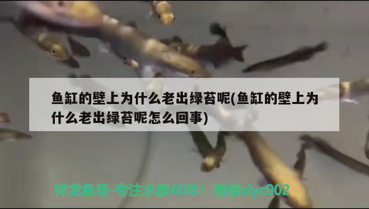 鱼缸的壁上为什么老出绿苔呢(鱼缸的壁上为什么老出绿苔呢怎么回事)