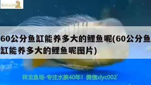 60公分鱼缸能养多大的鲤鱼呢(60公分鱼缸能养多大的鲤鱼呢图片) 红头利鱼