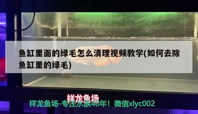 鱼缸里面的绿毛怎么清理视频教学(如何去除鱼缸里的绿毛) 鱼缸水质稳定剂