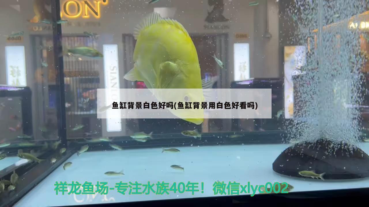鱼缸背景白色好吗(鱼缸背景用白色好看吗) 广州水族批发市场