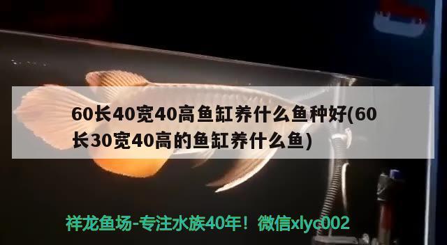 60长40宽40高鱼缸养什么鱼种好(60长30宽40高的鱼缸养什么鱼) 龙鱼批发