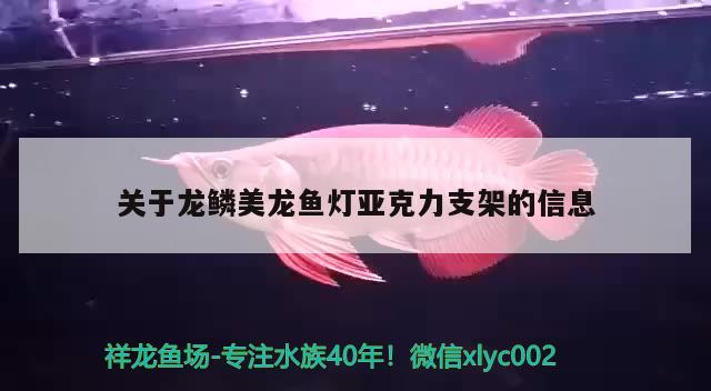 关于龙鳞美龙鱼灯亚克力支架的信息