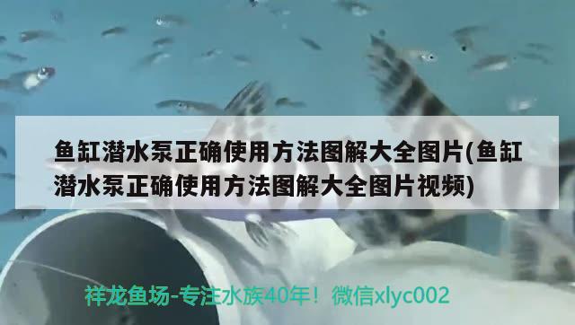 鱼缸潜水泵正确使用方法图解大全图片(鱼缸潜水泵正确使用方法图解大全图片视频) 硝化细菌