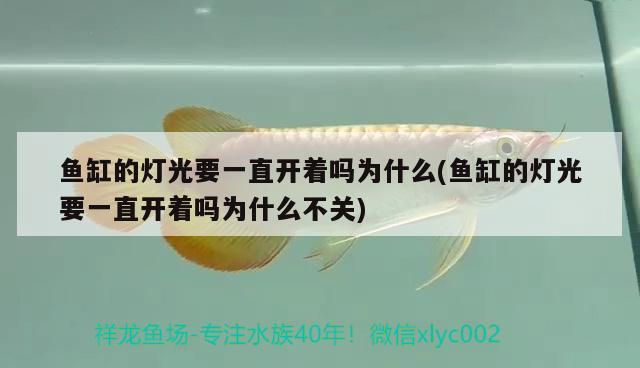 鱼缸的灯光要一直开着吗为什么(鱼缸的灯光要一直开着吗为什么不关) 祥禾Super Red红龙鱼