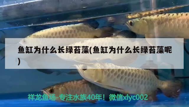 精品观赏鱼推荐（精品观赏鱼推荐品种） 祥龙水族医院 第2张