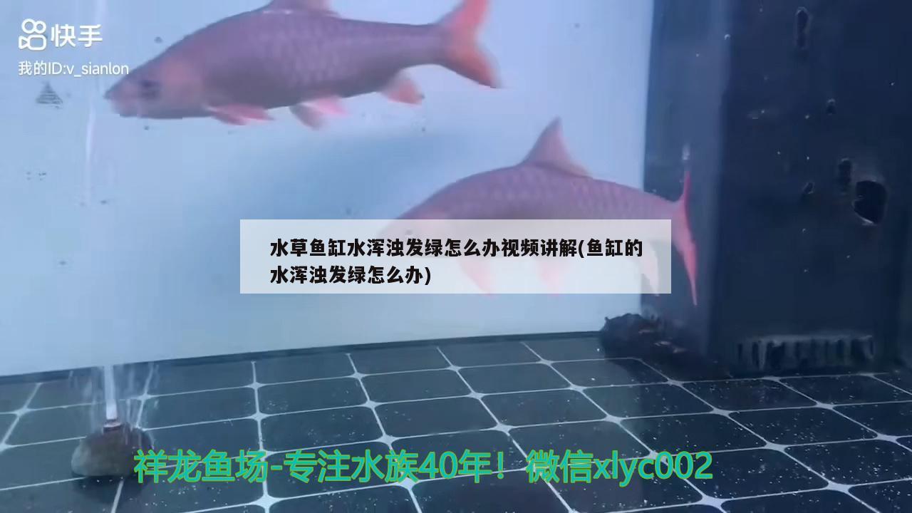 水草鱼缸水浑浊发绿怎么办视频讲解(鱼缸的水浑浊发绿怎么办) 水草