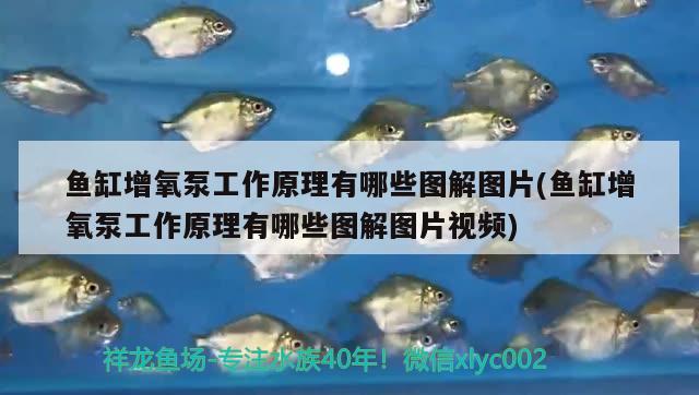 喜尊产品怎么样知乎(喜尊产品怎么样知乎) 2024第28届中国国际宠物水族展览会CIPS（长城宠物展2024 CIPS） 第2张