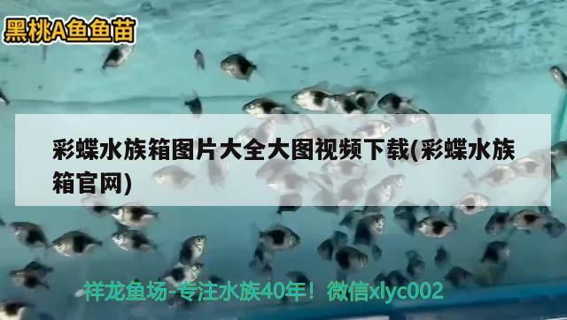 新买的鱼缸怎么安装，鱼缸安装鱼缸有哪些步骤，鱼缸安装步骤，新买的鱼缸怎么安装