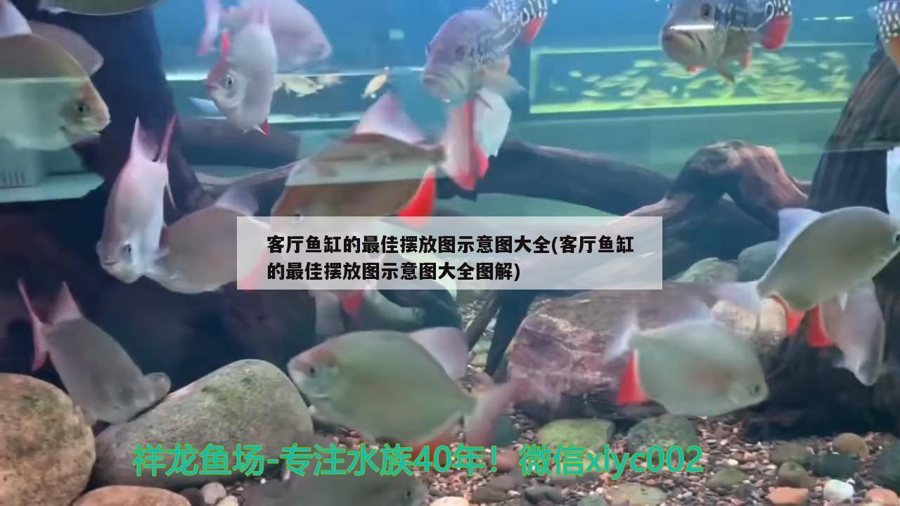 客厅鱼缸的最佳摆放图示意图大全(客厅鱼缸的最佳摆放图示意图大全图解)