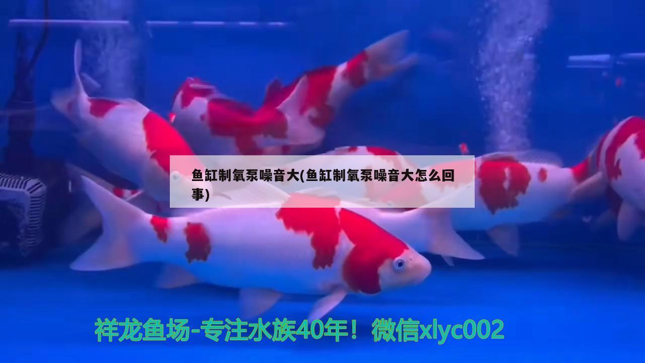 鱼缸制氧泵噪音大(鱼缸制氧泵噪音大怎么回事) 胭脂孔雀龙鱼