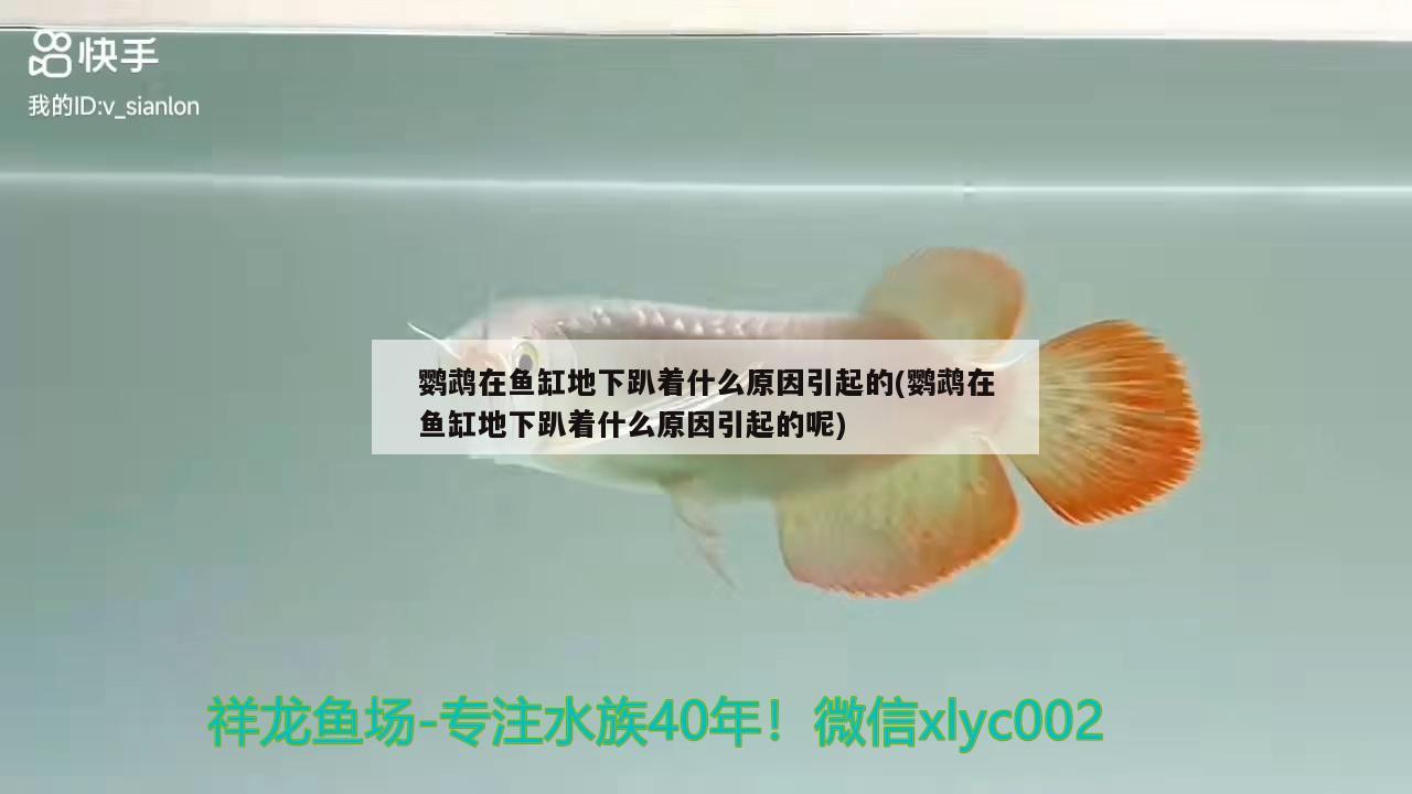 鹦鹉在鱼缸地下趴着什么原因引起的(鹦鹉在鱼缸地下趴着什么原因引起的呢) 鹦鹉鱼