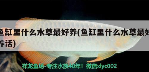 韶关水族馆打卡很活跃哦 广州观赏鱼鱼苗批发市场 第2张