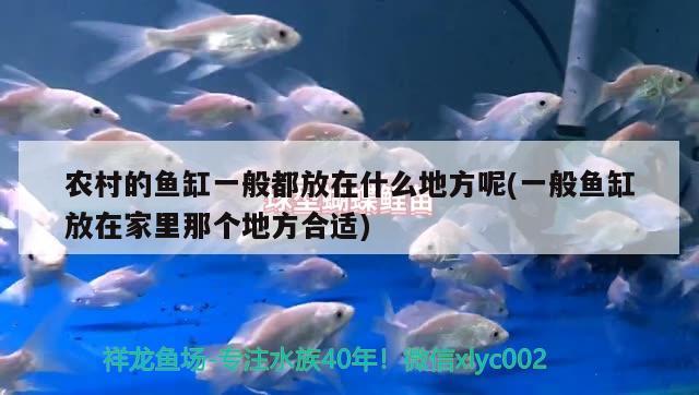 葫芦岛水族批发市场在哪里啊电话（葫芦岛水族批发市场在哪里啊电话多少） 养鱼知识 第1张