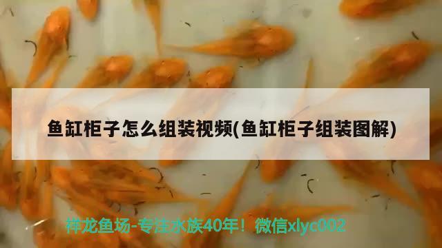 上海鱼缸维护电话多少啊（ 上海鱼缸订做） 祥龙龙鱼鱼粮