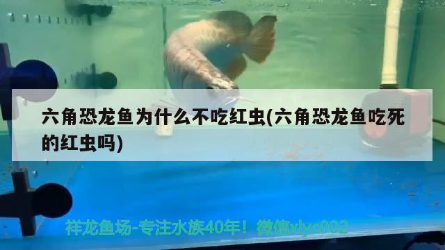 六角恐龙鱼为什么不吃红虫(六角恐龙鱼吃死的红虫吗)