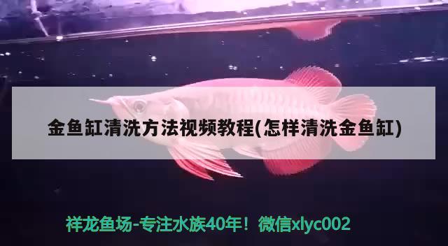 金鱼缸清洗方法视频教程(怎样清洗金鱼缸)