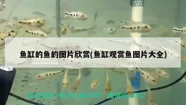 温州鱼缸实体店在哪里买的：温州鱼缸水族箱厂 鱼缸/水族箱 第3张