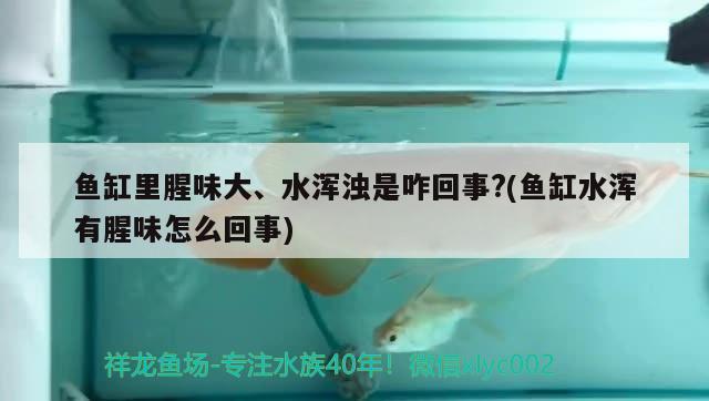 鱼缸里腥味大、水浑浊是咋回事?(鱼缸水浑有腥味怎么回事) 麦肯斯银版鱼