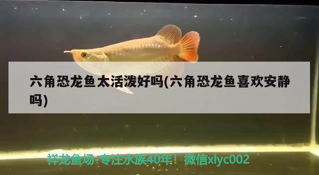 六角恐龙鱼太活泼好吗(六角恐龙鱼喜欢安静吗) 申古银版鱼