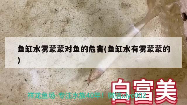 异形鱼缸图片欣赏大全大图(异型鱼图片) 青龙鱼