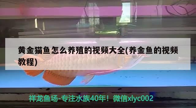 大鲵和娃娃鱼一样吗为什么叫娃娃鱼 祥龙水族滤材/器材 第2张