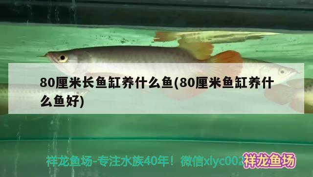 80厘米长鱼缸养什么鱼(80厘米鱼缸养什么鱼好) 广州水族器材滤材批发市场