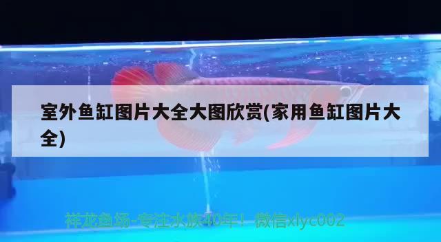 乌市鱼缸批发市场地址电话是多少号 乌鲁木齐哪里买鱼缸的地方 暹罗巨鲤 第1张