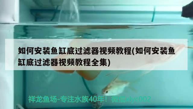 小鱼缸加氧气有用吗知乎文章：小鱼缸增加氧气 广州水族批发市场 第1张