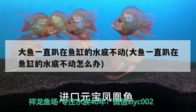 大鱼一直趴在鱼缸的水底不动(大鱼一直趴在鱼缸的水底不动怎么办)